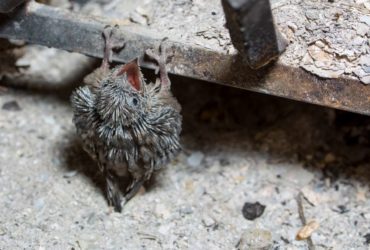 Cinq raisons pour lesquelles mon foyer sent mauvais