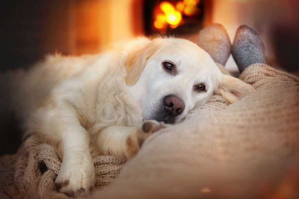 Chien se reposant au salon alors que le foyer est allumé. Les foyers sont-ils dangereux?
